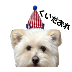 春草、1歳。スタンプ