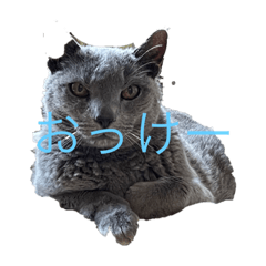 ロシアンブルーのきゃわいいスタンプ