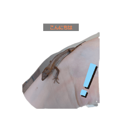 爬虫類、両生類