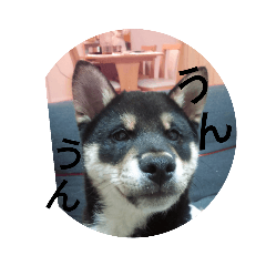 日常で使える！！ばろんちゃん