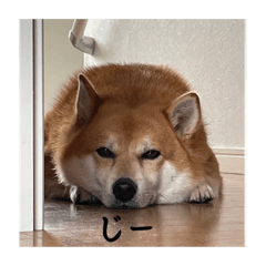 ポメ柴とらちゃん