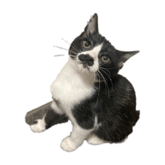 ハチワレCATうにくん