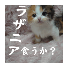 うちの暴君、まだ名前は無い