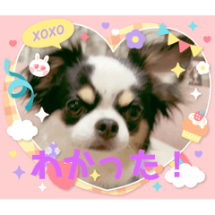 じじちゃんあにーちゃん