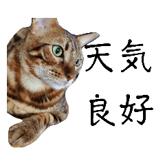 ベンガル時々みっくす