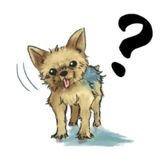 舌出しヨーキー