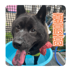 甲斐犬×柴犬のくぅさんスタンプ