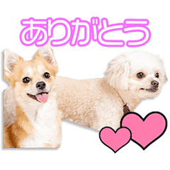 伊藤家のココ＆ナッツちゃん