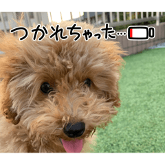 愛犬！ココちゃん♡