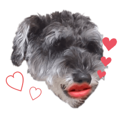 シュナすずさん