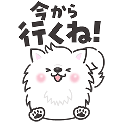 白くてふわふわのわんこ（待ち合わせ）