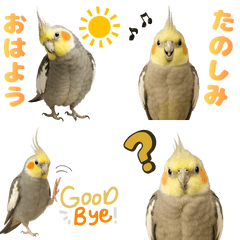 ずっと使える♡原種オカメインコ