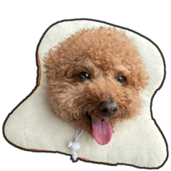 モカは幸せなワンコだよ 4.0