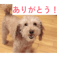 フゥちゃんのスタンプ【第1弾】