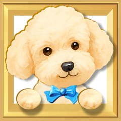 【プードル】動く！幸せなプードルの日常