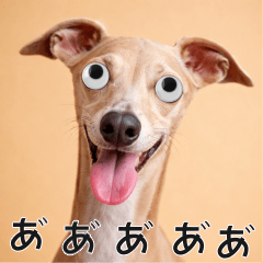 動くおめめ犬-イタリアングレーハウンド