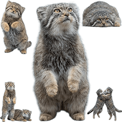 マヌルネコ　実写４