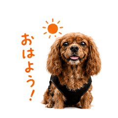 今日もごきげんキャバリアルビー
