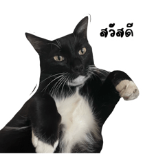 Shabuu meow meow