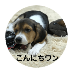 ビーグル犬チョコ