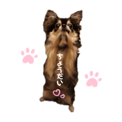 チワワのデイジーと仲間達♡