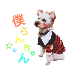 トイプーのらんちゃん2