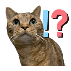 アメショーのむぎちゃん