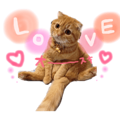 まんまるココたむの日常