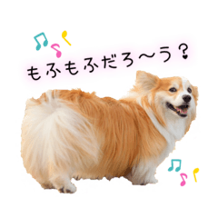 ロン毛コーギーのわさびくん その２