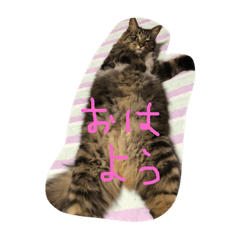 にゃんと愉快な仲間たち