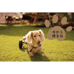 ココナッツ_yoshidamax