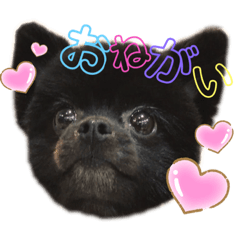 ふわもこポメラニアンズ