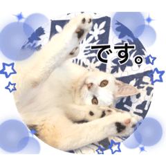 Ohana  猫がいっぱい キラキラバージョン