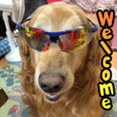 ゴールデンレトリバー・ウェンディー