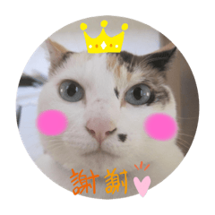 ツンデレ猫バジル