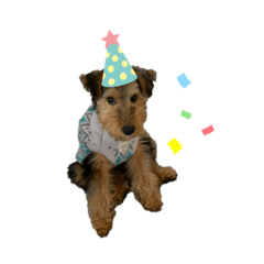 ウェルシュテリアのクレア2