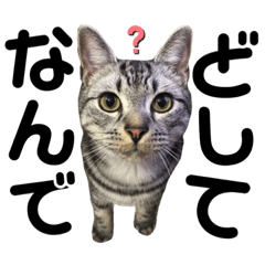 アメショとベンガル