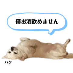 チワワのハクくんスタンプ♡