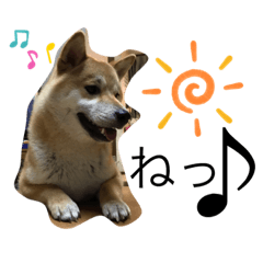 柴犬ぽん太　不思議がいっぱい？