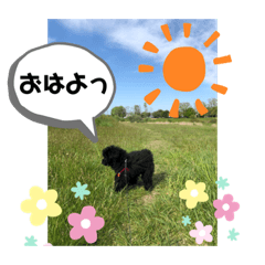 クロ　トイプー