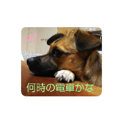 つぶやき犬