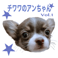 チワワのアンちゃん vol.1