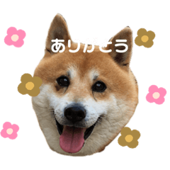 柴犬のらおん2