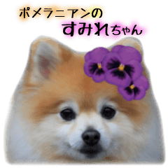 ポメラニアンのすみれちゃん