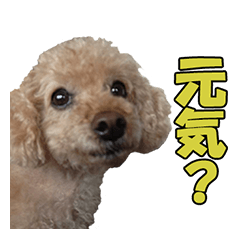 ラーラの実写スタンプ