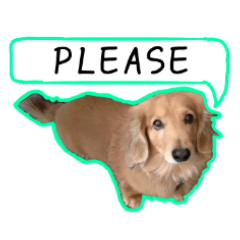 日常LINE〜犬(とろん)と一緒 English