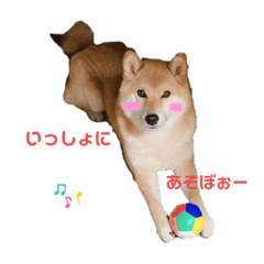 柴犬れっきーの日常