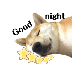 柴犬のシンバ君