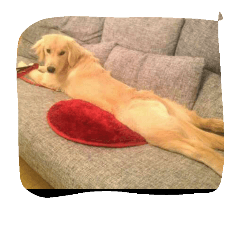 ゴールデンレトリバー女子でんこ