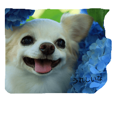 ミルキーのプリティーショット